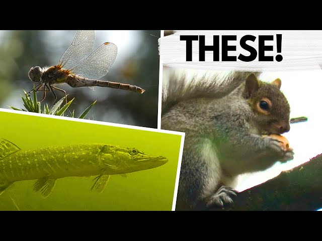 People think these Animals Hibernate - BUT THEY DONT! class=