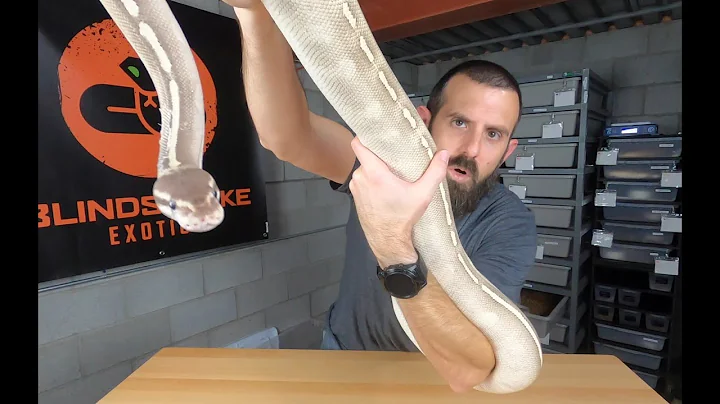 The Top 5 Biggest Ball Pythons! 🐍