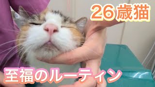 26歳ナナさんの至福のお手入れルーティン【高齢猫のブラッシング・耳掃除・蒸しタオル】