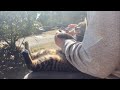 爪切りしていた Trim a cat’s nails