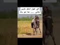 فارس أحلامي
