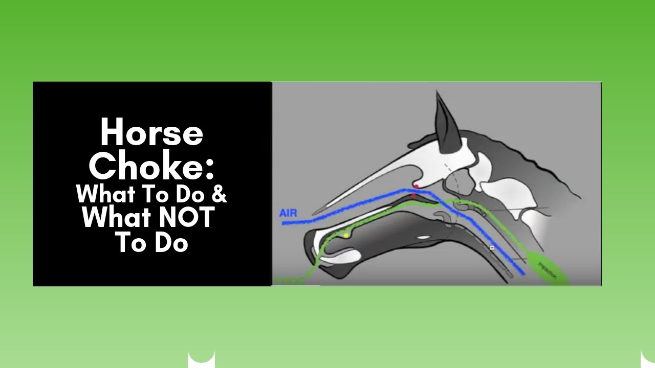 Soak Alfabet Gud Horse Choke: What To Do and What Not To Do (2019) - YouTube