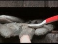 Cute animal video of the day: Baby bat gets hiccups from drinking
