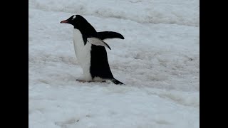 Penguins Walking Along At Damoy Point, Antarctica.