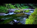 Delightful Water Sounds Relax Sounds of the River Cures Stress, Calming Forest Sounds to help Sleep