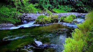 Delightful Water Sounds Relax Sounds of the River Cures Stress, Calming Forest Sounds to help Sleep