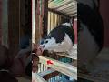 Pigeon loft pigeon