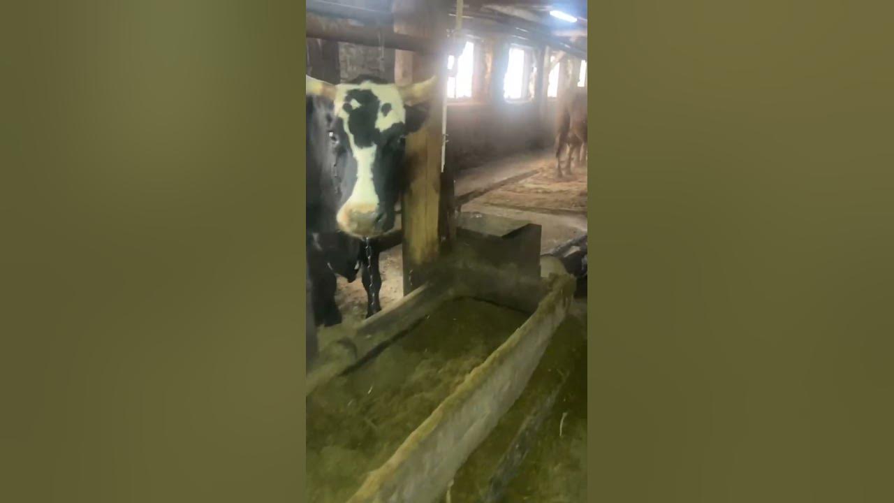 Молочные коровы 🐄 - YouTube