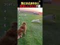 急には止まれない興奮した犬たち