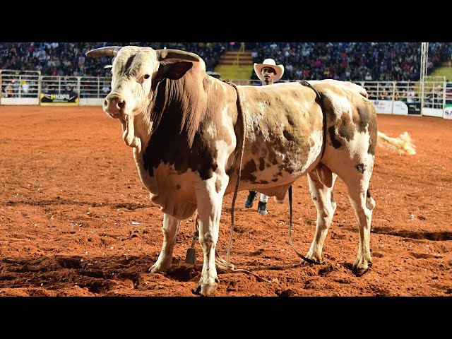 Folha.com - Cotidiano - Menos de 10% dos touros são bons para rodeio;  melhores chegam a custar R$ 90 mil - 22/08/2010