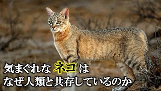 【ゆっくり解説】ネコの家畜化とヒトの家畜化