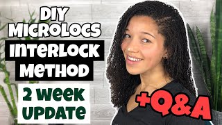 DIY MICROLOCS | 2 Week Update +Q&A | Interlock Method