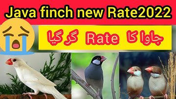 Java finch price 2022/ java sparrow//Grey java,White ,Silver java...