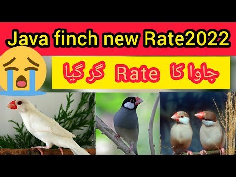 Java finch price 2022/ java sparrow//Grey java,White ,Silver java...