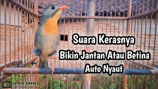 Pekin Robin Jantan dan Betina akan ikutan nyaut setelah kalian klik vidio ini