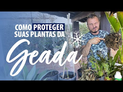 Vídeo: Proteção de plantas em clima frio: dicas para proteger as plantas no inverno