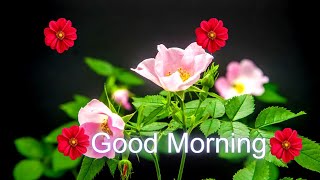 Amazing Beautiful Good Morning Images for Lovers 3  | Good Morning Images 3 | Images for Lovers 3