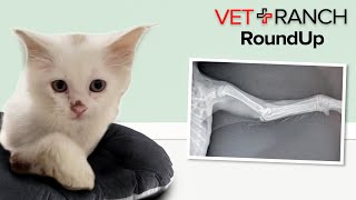 Kitten with Deformed Leg Saved at Last Minute!