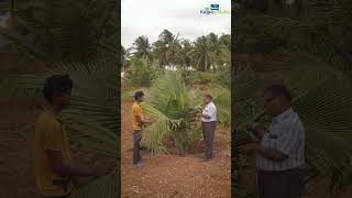 How to Maintain Young Coconut Trees