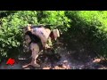 Raw Video: Biggest Marijuana Field Ever Found
