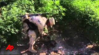 Raw Video: Biggest Marijuana Field Ever Found