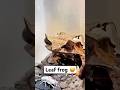 Camouflage Champions: Leaf frogs in Action #animals #leaffrog #wildlife #frog #animalfacts