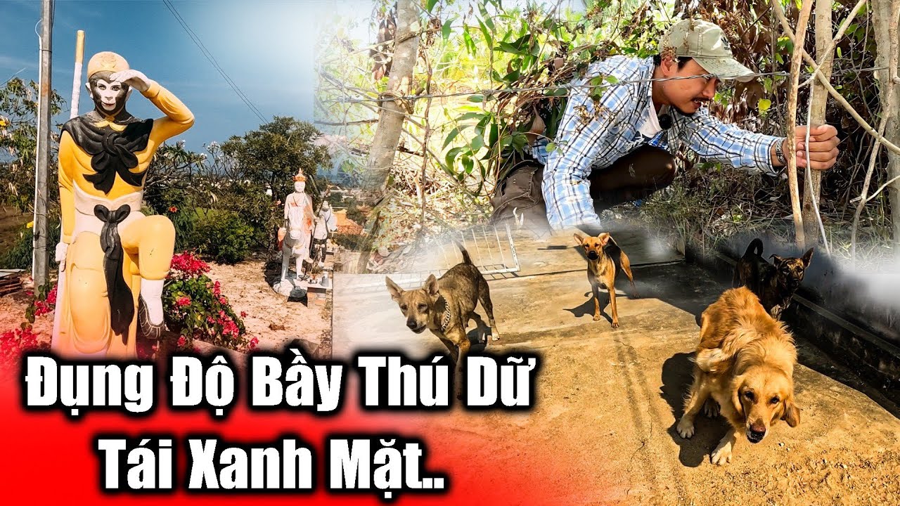 Tái xanh mặt gặp bầy chó dữ và chui rào thép gai tại ngôi chùa bị chặn lối cổng chính