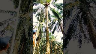 Skill Dewa Raja egrek panen sawit di ketinggian 14 meter #shortvideo