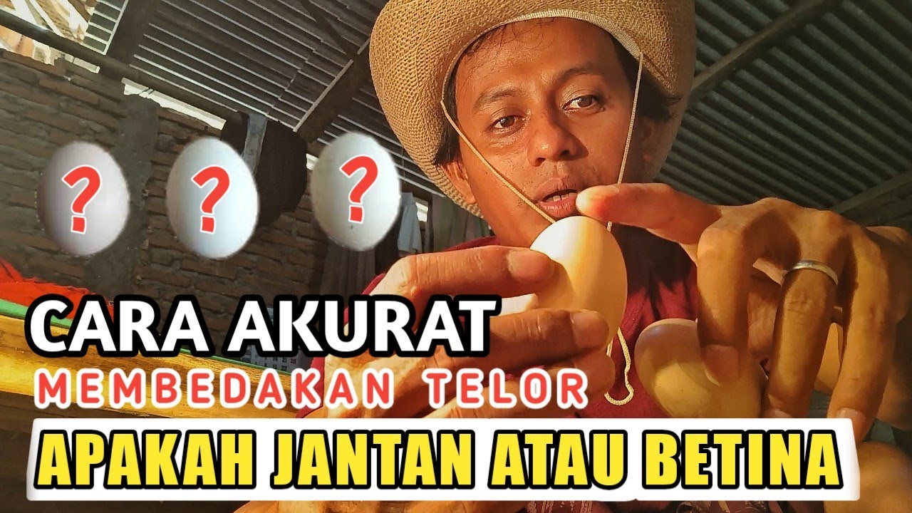 Cara Akurat, Membedakan Telur Jantan Atau Betina.