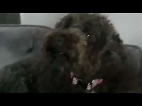 My cute dog trixie