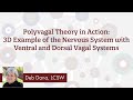 Polyvagal Theory in Action: 3D Example of the Nervous System with Ventral and Dorsal Vagal Systems