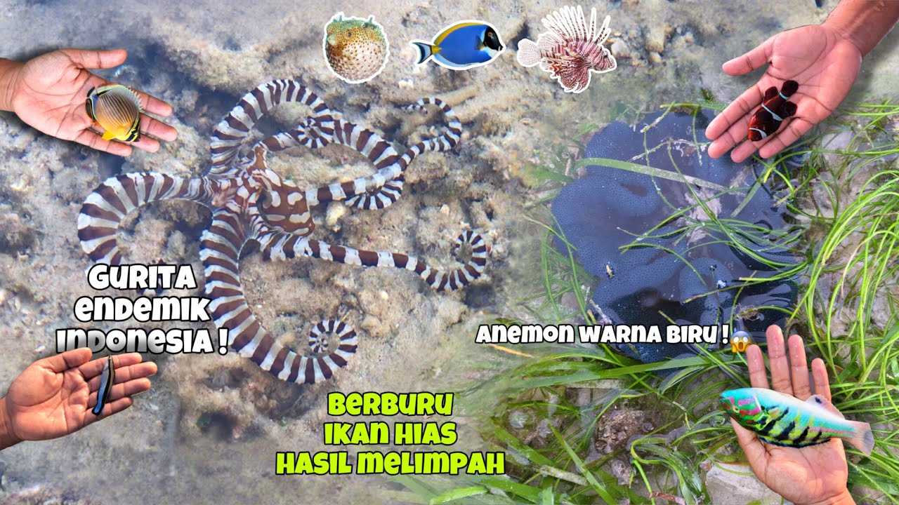Rasanya seperti menemukan harta karun gais, tempat ini penuh dengan biota cantik dan langka😭