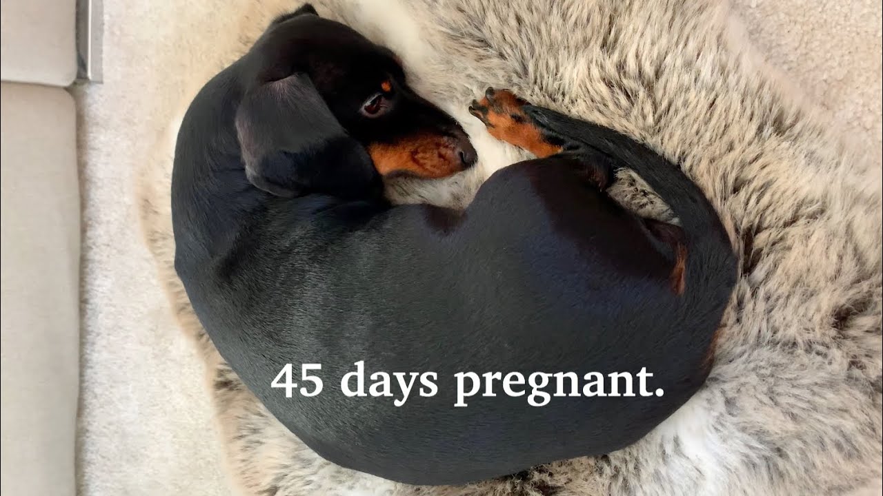 Dachshund has 2nd ultrasound. YouTube