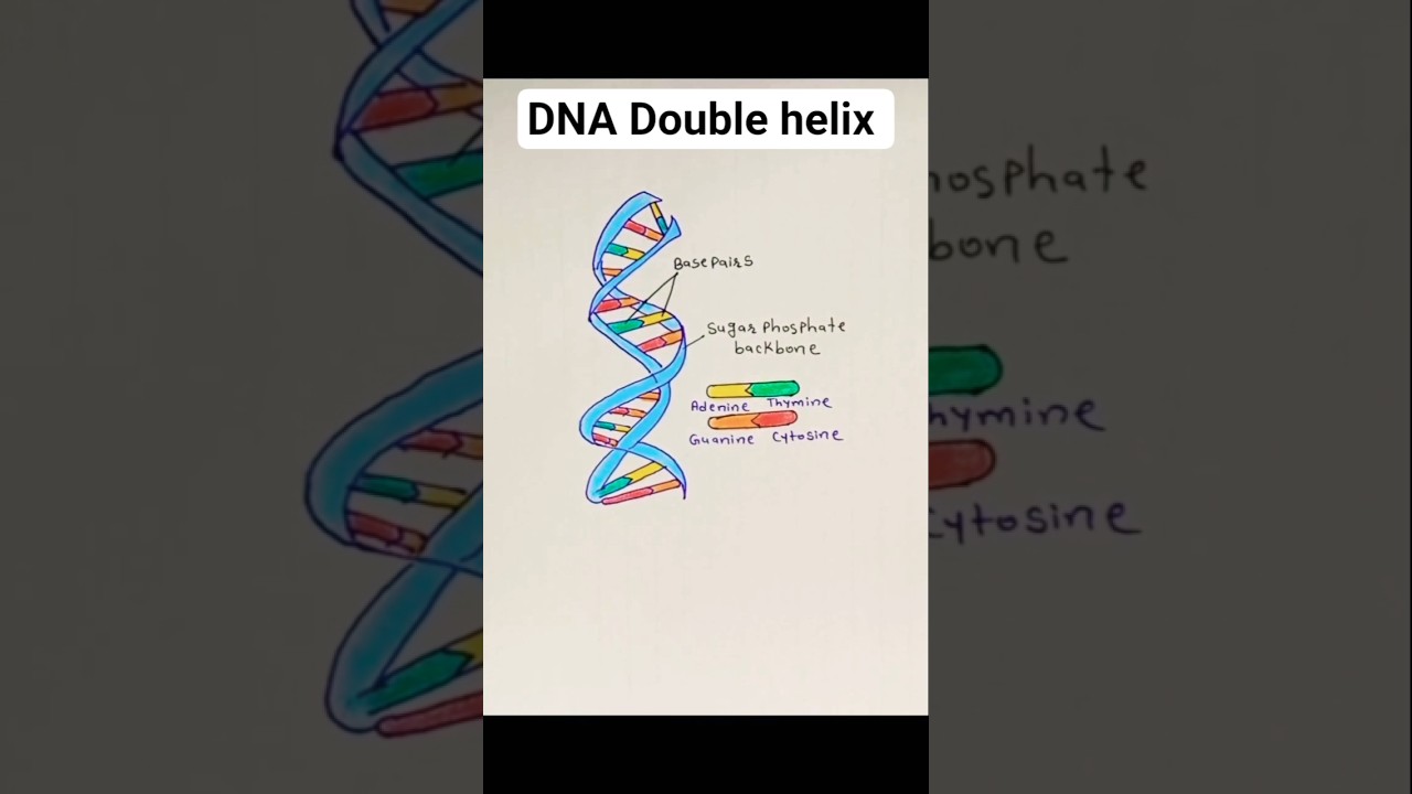 Structure of DNA/DNA Double helix 
