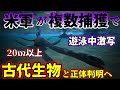【ゆっくり解説】世界が震えた…米軍が複数捕獲し撮影もされた頭部に2本の角がある超巨大怪物は古代生物ターリーモンスターの生き残りなのか…【古代生物生存】