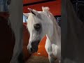 حلاقة الخيل قبل وبعد   