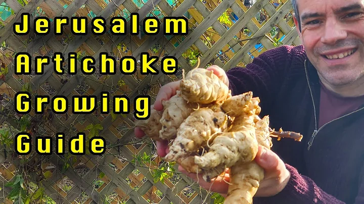 A complete Growing guide for Jerusalem Artichokes Sunchokes In Just 6 Mins - DayDayNews