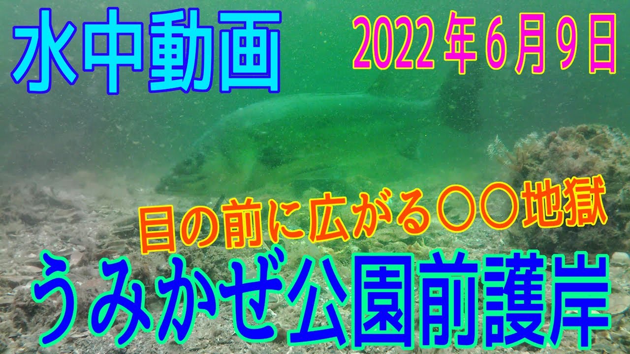 水中動画（2022年6月9日）in うみかぜ公園前護岸