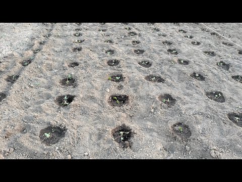 Әжей порно ит стилі