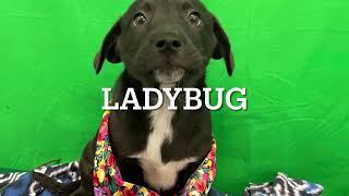 Ladybug