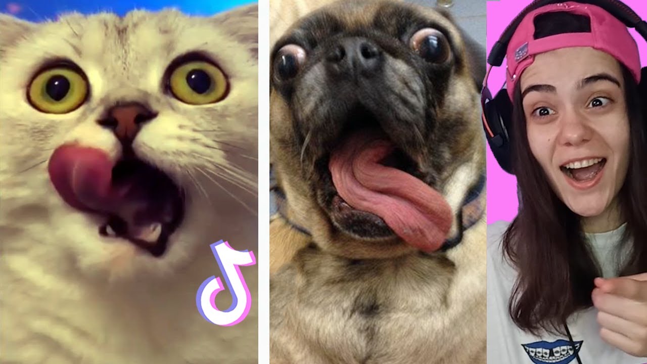 Funny Animals Make your Day Better - YouTube