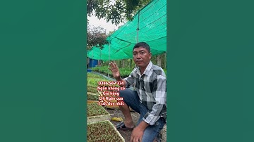 Chuối cấy mô nhiều loại | 0386569374 - Ngọc Ngân Bến Tre | Chuyên cây độc lạ