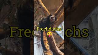 Lustige Affen im Rostocker Zoo