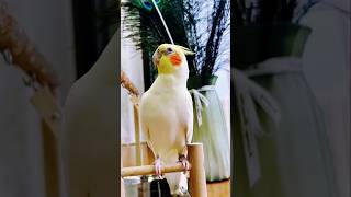 Check out Jerry the cockatiel singing 'Cookie Song' and dancing cutely! 🦜❤️ #cockatielscraze