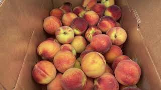 The Peach Truck Tour Fort Oglethorpe Georgia