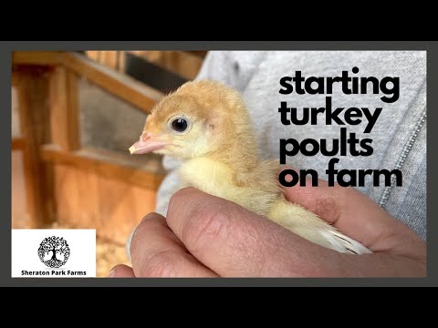 Video: How To Grow Turkey Poults