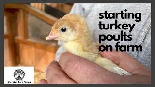 Turkey Poults Arrive on Farm  Grow Your Own Food Series