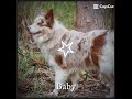 #australianshepherd #edits #cute #editor #edit