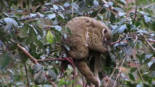 Green Ringtail Possum baby making its way into mums pouch