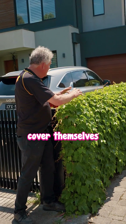 Boston Ivy is the Best Cover Up – Fast, Beautiful and Easy to Grow.